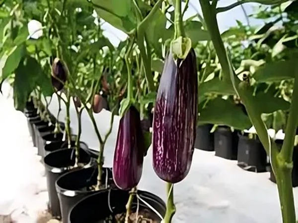 تصویر 2 از خرید و قیمت بادمجان قلمی گلخانه ای + فروش عمده